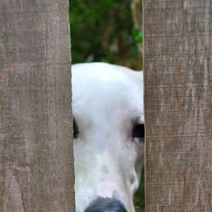 Meet your Posher, Sunny